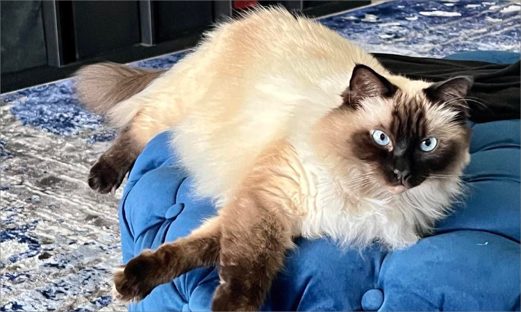 A very cute cat.