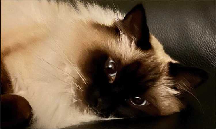 A very cute cat.
