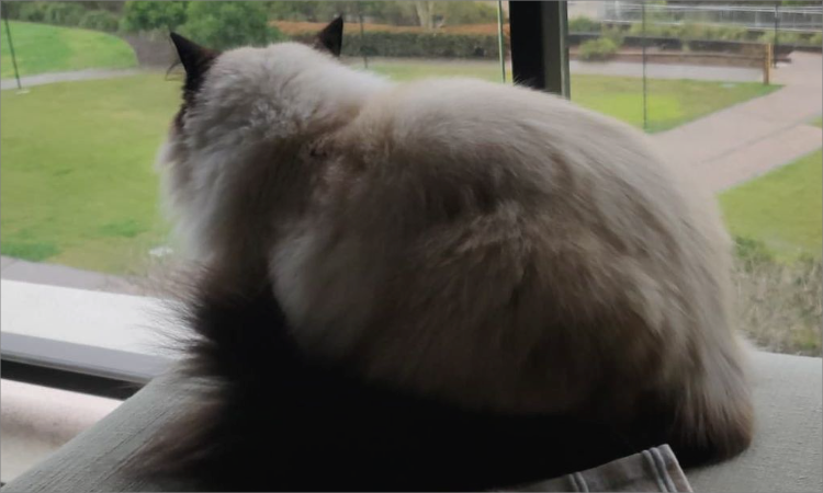 A very cute cat.