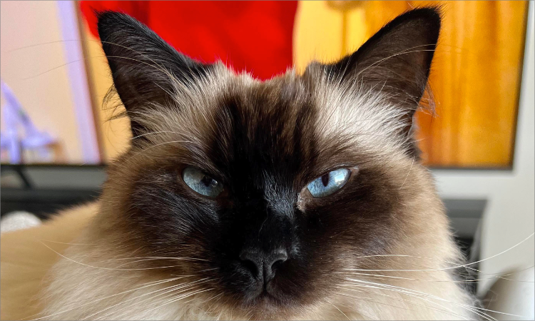 A very cute cat.